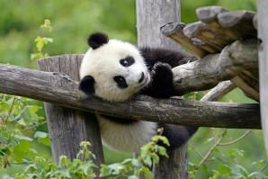 giant panda on wooden shelf
